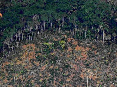 La Amazonía brasileña perdió cuatro veces la superficie de CABA en solo un mes