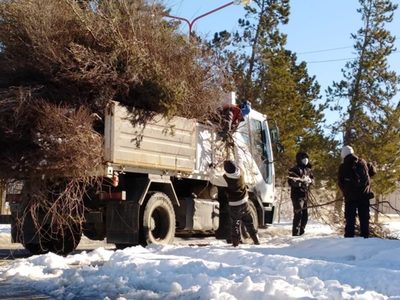 Devastador temporal en Zapala: retiraron más de 30 camiones con ramas y árboles caídos