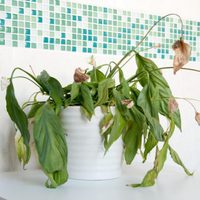 Si tus plantas están secas o al borde de morir, este es el secreto de los viveros para revivirlas