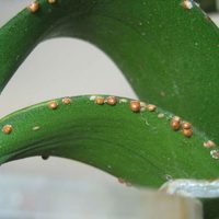 El truco más sencillo y efectivo para eliminar radicalmente las cochinillas de tus plantas