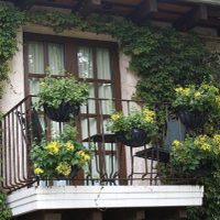 3 plantas perfectas para muros que le darán una onda natural a la fachada de tu casa