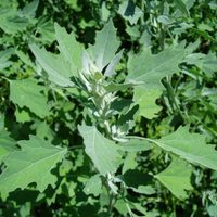 La planta que tiene mala fama en el campo, pero que esconde un poderoso tesoro para tu casa: no la arranques