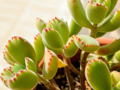 La suculenta que no crece mucho, es resistente y perfecta para sembrar en invierno: tomá nota