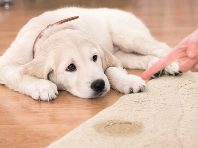 Las señales que indican que tu mascota está sufriendo estrés y pocos las reconocen