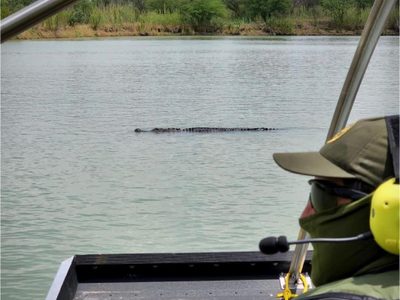 Patrulla Fronteriza capta a cocodrilo en Río Bravo; habría sido llevado para ahuyentar a migrantes