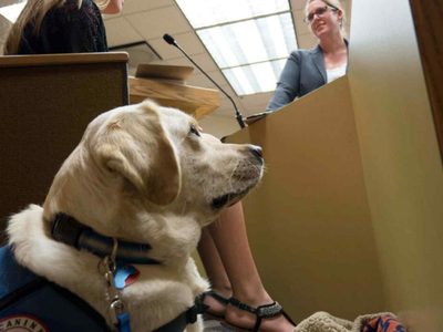 Entrenarán perros en el Reino Unido para que identifiquen casos de coronavirus