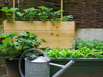 No te compliques: las 4 verduras que podés cultivar en maceta y en poco espacio