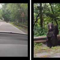 Causa sensación oso que “agradece” a automovilista por cederle el paso (Video)