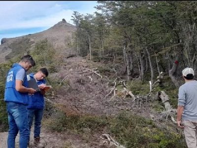 Nieves de Chapelco negó responsabilidad en la tala ilegal de lengas