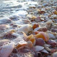 Desempolvá los caracoles que trajiste de la playa: creá la lámpara más hermosa que les encantará a tus chicos