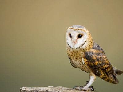 Curiosidades sobre la lechuza, el pájaro de hábitos nocturnos