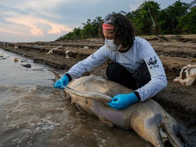 Hallan muertos 110 delfines de río en la Amazonía posiblemente por la ola de calor
