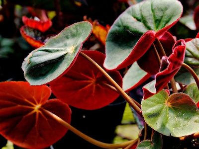 La planta de llamativas hojas y flores que es perfecta para darle un estilo naturista a tu jardín