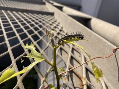 El insecto al que todos le temen en el jardín y que es un potencial riesgo para tus plantas