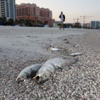 Marea roja causa malestares en costa sureste de Florida