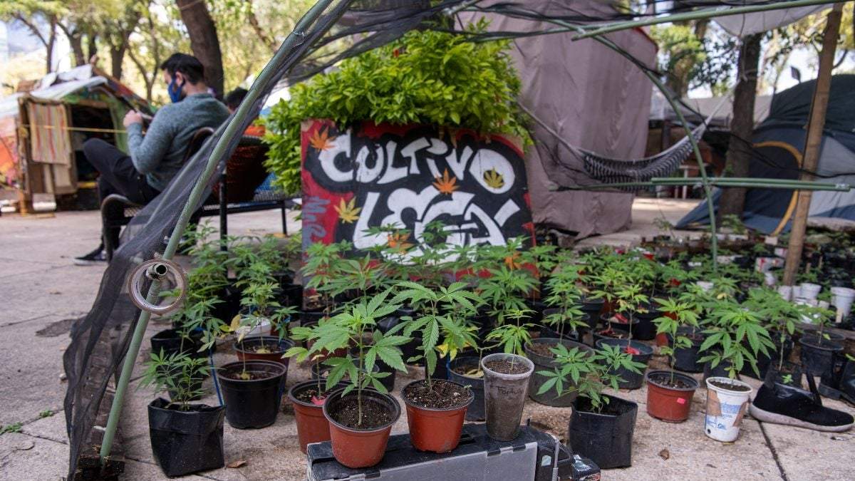 Protesta en favor de la legalización de la mariguana frente al Senado