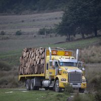 Revisarán “estatus” de madererías cerradas tras operativos contra la tala ilegal en la CDMX
