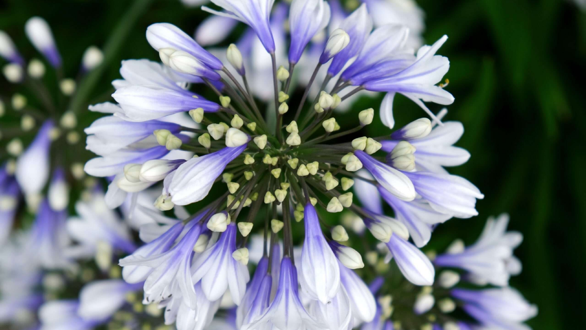 Agapanthus. Fuente: (Instagram)