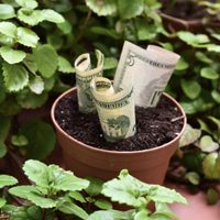 Con una planta que crece en tu jardín: el poderoso ritual para atraer el dinero y la abundancia