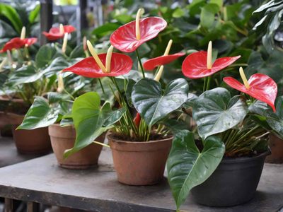 La planta con flores en forma de corazón que sobrevive en macetas y no necesita muchos cuidados