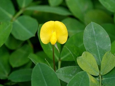 Mirá cómo podés germinar tu propia planta de maní y tener una cosecha muy productiva solo en una maceta