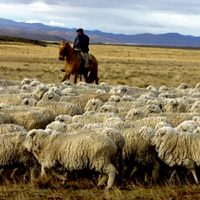 Próximo destino: ¡China! El gobierno asiático aprobó la exportación de carne ovina patagónica