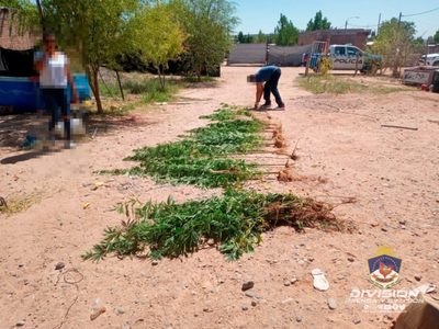 La Policía demoró a un hombre por robo y halló 46 plantas de cannabis sativa