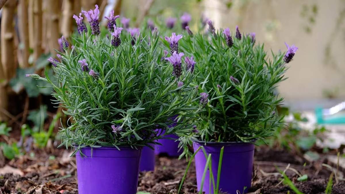 Lavanda. Fuente: (Instagram)