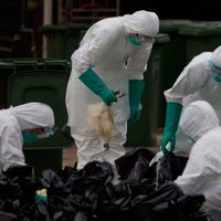 Estado de calamidad en Filipinas: Casos de gripe aviar en medio de la pandemia de coronavirus