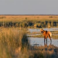 Quieren declarar Monumento Natural Nacional al aguará guazú