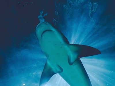 Ataques de tiburones son más comunes durante los periodos de luna llena: Estudio