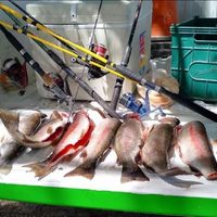 Personal de Fauna de Neuquén secuestró ejemplares de trucha y confeccionó actas de infracción