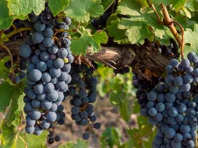El Malbec argentino que se destacó por ser el mejor del mundo