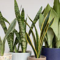 Plantas: los consejos más fáciles para que tu Sansevieria se conserve hermosa y sana este invierno