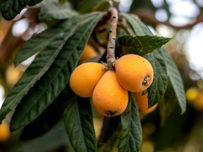 El árbol que muchos tienen olvidado en el jardín y cuyas hojas son un potente remedio contra los resfríos y la congestión nasal