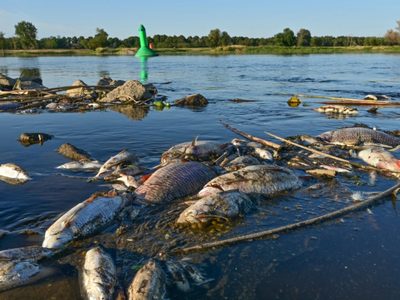 Unas algas estarían detrás del desastre en el río Óder que comparten Alemania y Polonia