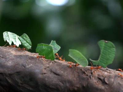 Protegé  tus plantas de las hormigas con este trucazo y dos elementos que ibas a tirar
