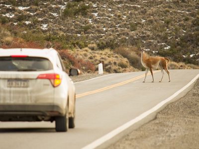 Advierten sobre la presencia de guanacos en la ruta hacia el Parque Nacional Nahuel Huapi