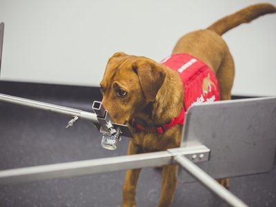 Desarrollan dispositivo para diagnosticar cáncer de próstata con apoyo de perros detectores