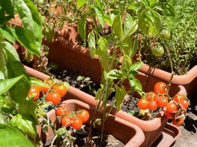 No requieren mucho espacio: plantas para cultivar en macetas