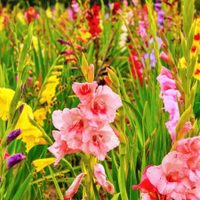 La planta cuyas increíbles flores crecen en espiga y aportan distinción a tu hogar: cómo cuidarla