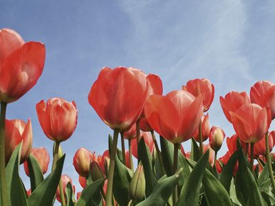 La bella planta del amor: cómo cultivar tus propios Tulipanes en casa con este truco profesional