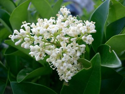 Lo aguanta todo: la planta perfecta para decorar jardines y proteger tu casa de vecinos chismosos