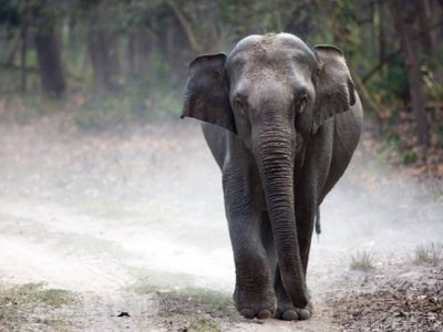 Elefante pisotea a su entrenador en la India