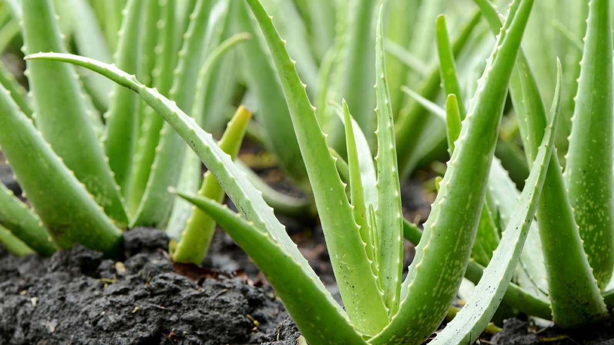 Aloe vera. Fuente: (Instagram)