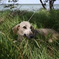 Perros, principales víctimas de maltrato animal en la CDMX