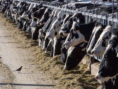 Una persona es diagnosticada con gripe aviar tras interactuar con vacas en Texas