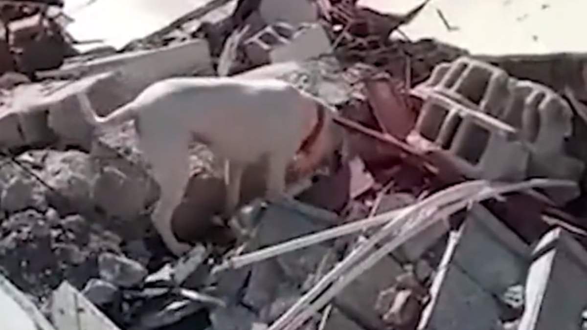 El perro lleva en el hocico un trozo de pan