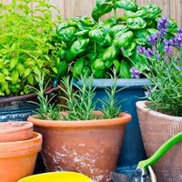 Imperdible: las plantas con flores recomendadas según tu signo del horóscopo