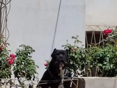 Vecinos de un barrio de Cutral Co denunciaron que un Dogo ataca a los transeúntes desde atrás de una reja baja
